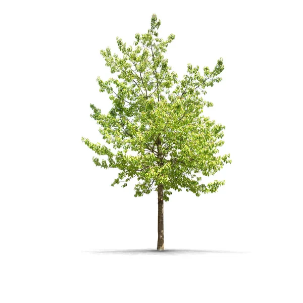 Na białym tle drzewa wysokiej rozdzielczości — Zdjęcie stockowe