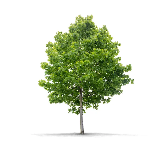 Wysokiej rozdzielczości drzewa — Zdjęcie stockowe