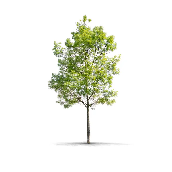 Högupplöst träd — Stockfoto