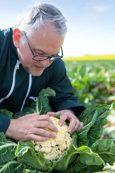 Старший фермер проверяет цветную капусту в поле — стоковое фото