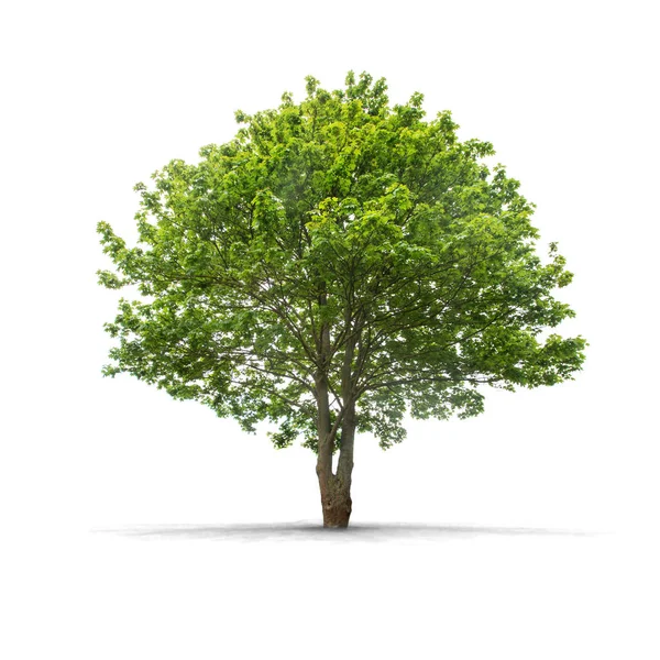 Albero ad alta definizione — Foto Stock