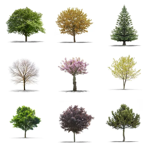 Kolekcja wysokiej rozdzielczości drzewa na białym tle na białym tle — Zdjęcie stockowe