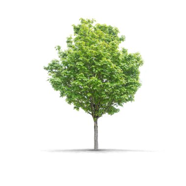 Yüksek çözünürlüklü üzerinde beyaz bir arka plan ağaç izole