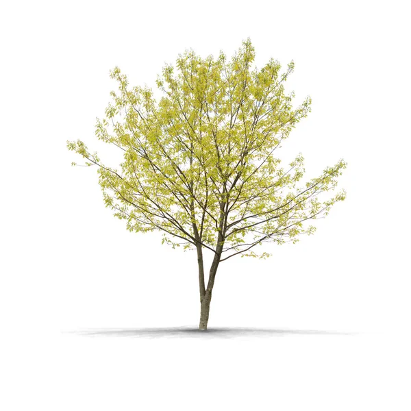 Yüksek çözünürlüklü ağaç — Stok fotoğraf