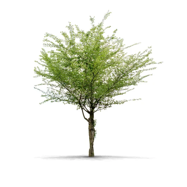 Albero ad alta definizione isolato su sfondo bianco — Foto Stock