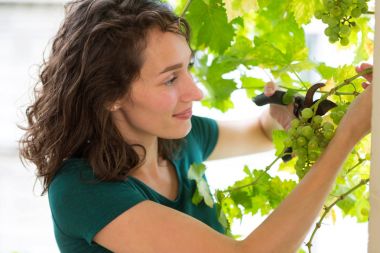 Genç kadın citygarden balkonunda bir asma üzüm hasat