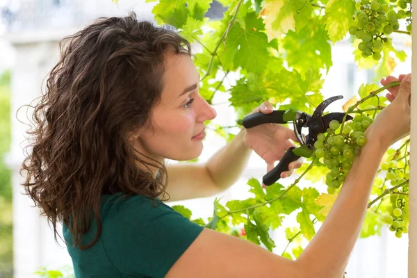 Mulher jovem colhendo uvas — Fotografia de Stock