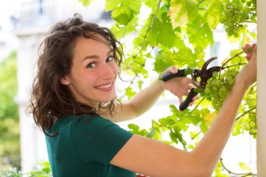 Genç kadın citygarden balkonda asma üzüm hasat görünümünü