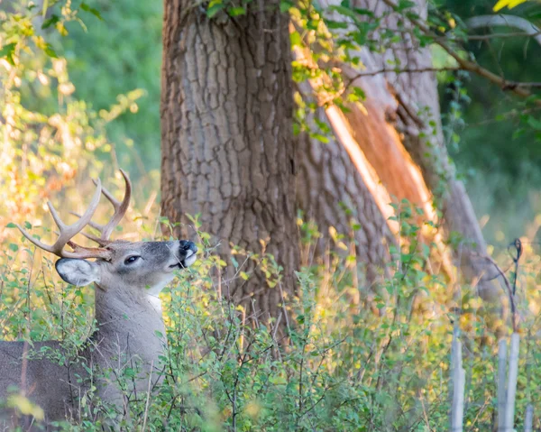 Whitetail ελάφια buck — Φωτογραφία Αρχείου