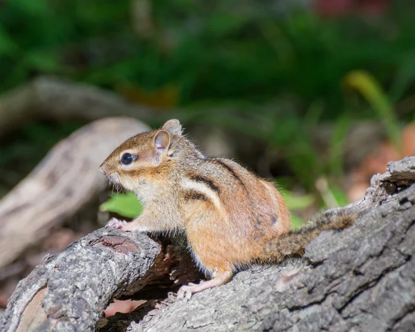 Chipmunk on A Tree Stump — Stock Photo, Image