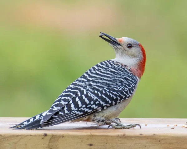 Pájaro carpintero de vientre rojo —  Fotos de Stock