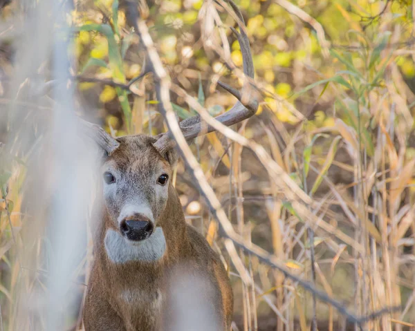 Whitetail 사슴 벅 — 스톡 사진