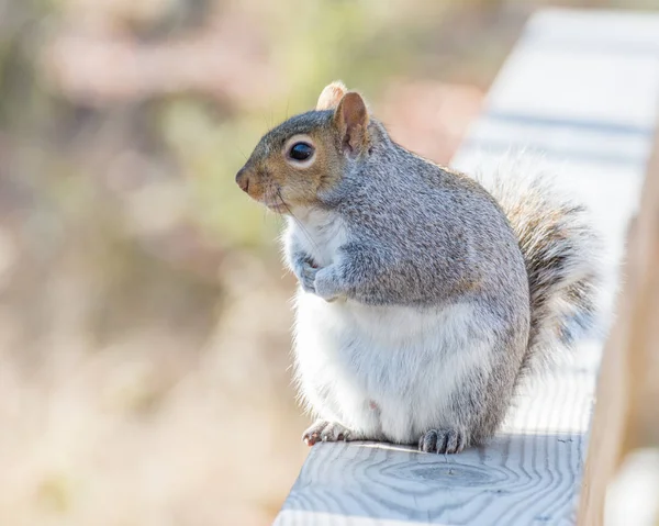 Grauhörnchen hockt — Stockfoto