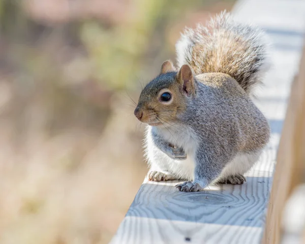 Gray Squirrel Perched — Stock Photo, Image