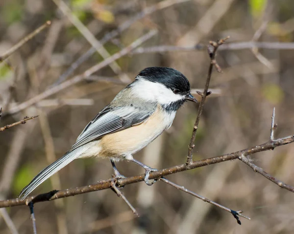 Mésange à capuchon noir — Photo