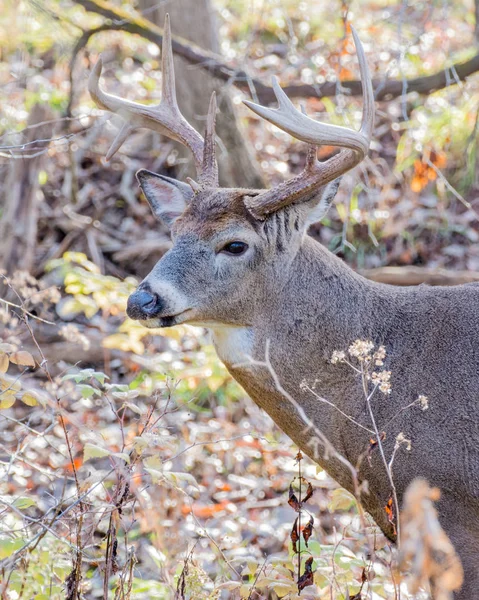 Whitetail 鹿バック — ストック写真