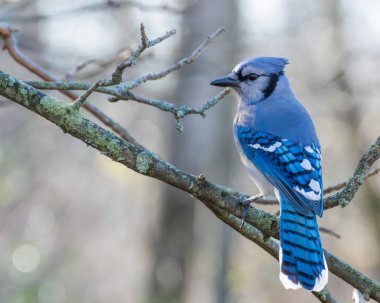Blue Jay Perched clipart