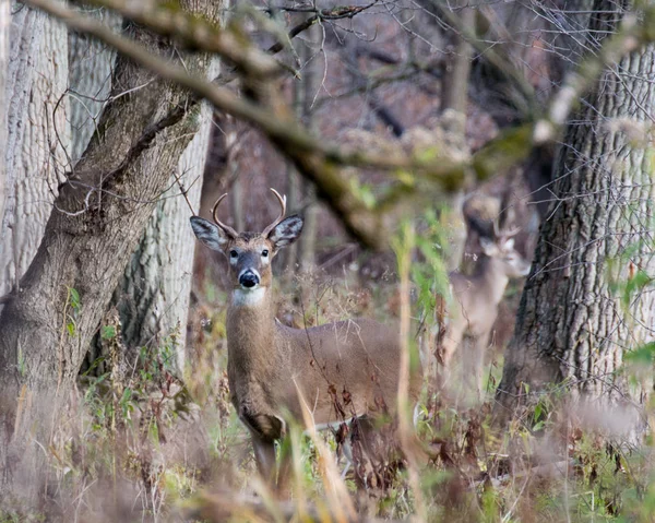 Whitetail 鹿バック — ストック写真