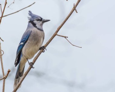 Blue Jay Perched clipart