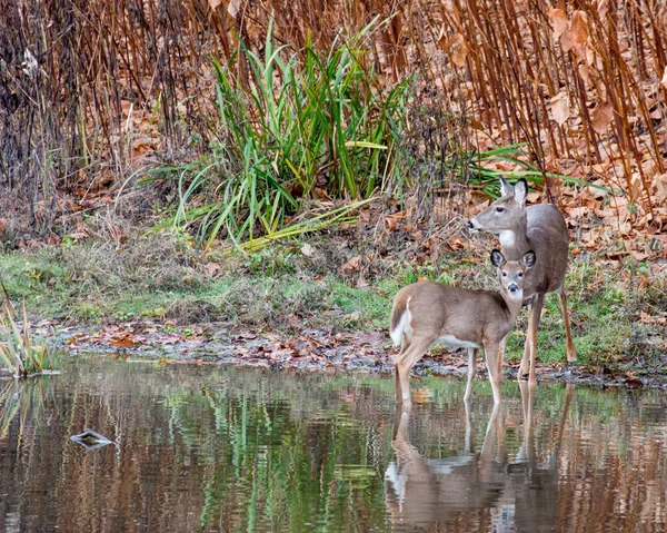 Cerf à queue blanche biche — Photo