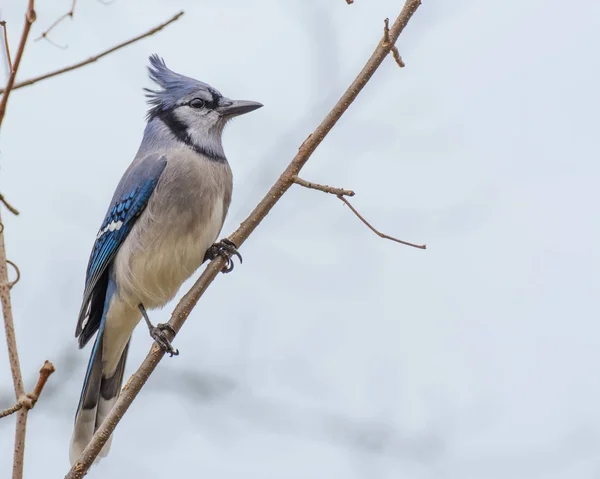 Wznosi się Blue Jay — Zdjęcie stockowe