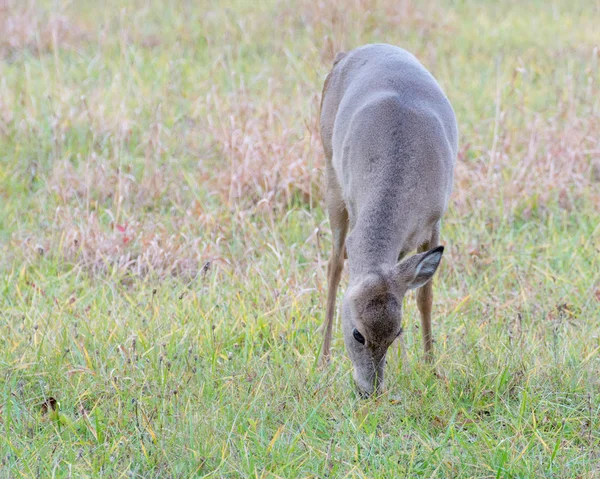 Un cervo cervo dalla coda bianca auricolare — Foto Stock