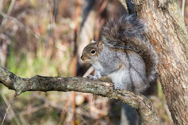 Grauhörnchen hockt — Stockfoto