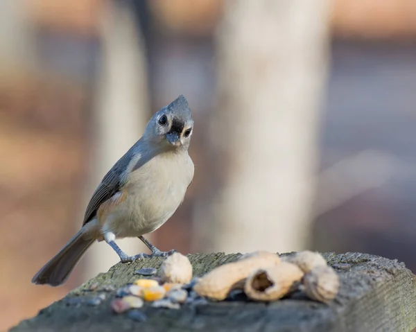 Potápivých Titmouse posazený — Stock fotografie