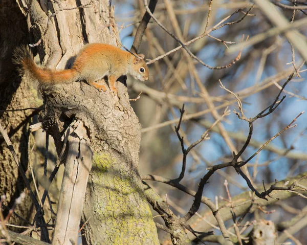 Écureuil roux Perché — Photo