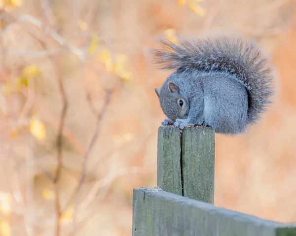 Grå ekorre uppflugen — Stockfoto