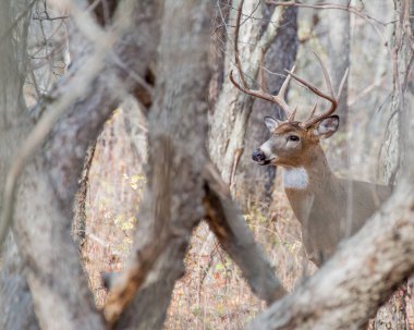 Whitetail Geyik buck