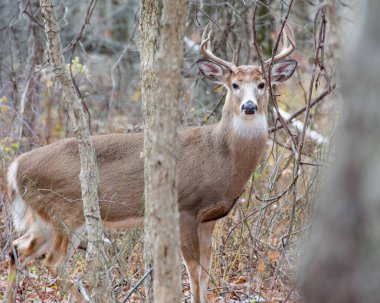 Whitetail Geyik buck