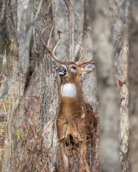 Whitetail 鹿バック — ストック写真