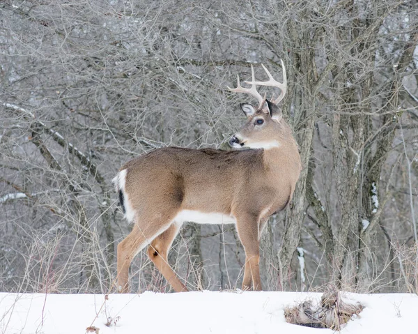 Whitetail 鹿バック — ストック写真