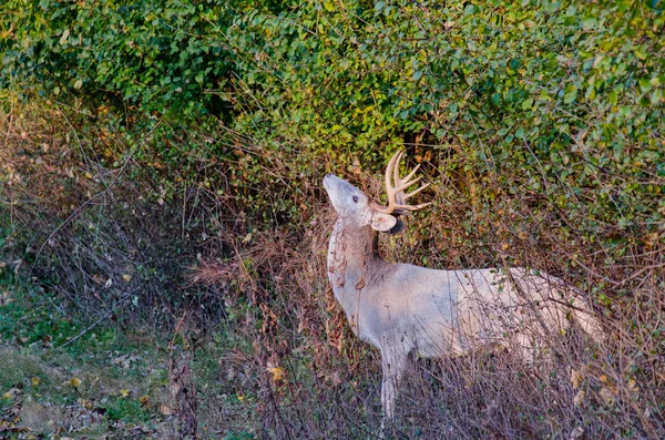 Boynuz Whitetail Geyik Buck — Stok fotoğraf