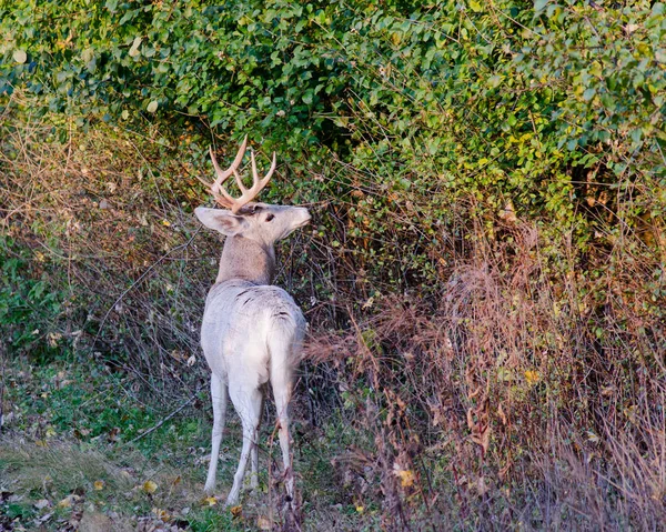 Biało-czarnego Whitetail jelenie Buck — Zdjęcie stockowe