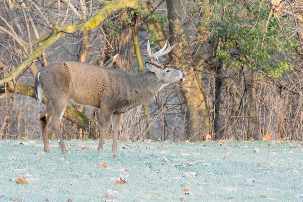 Whitetail 鹿バック — ストック写真