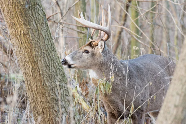 Whitetail 사슴 벅 — 스톡 사진