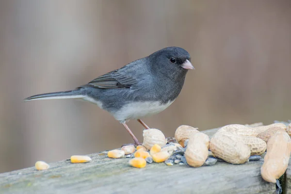 Łupek - kolorowe junco — Zdjęcie stockowe