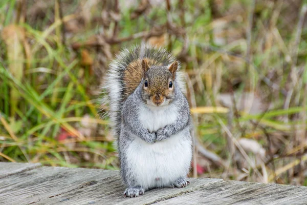 Esquilo cinzento em pé — Fotografia de Stock