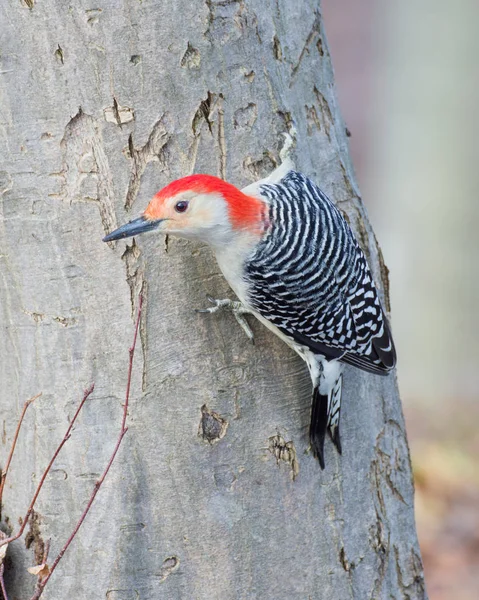 Pájaro carpintero de vientre rojo posado —  Fotos de Stock