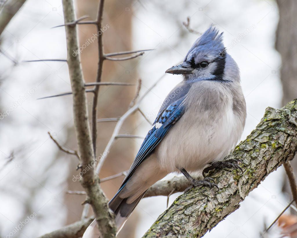 Blue Jay Perched