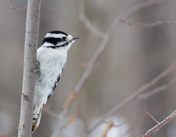 Downy Woodpecker Perched — Stock Photo, Image