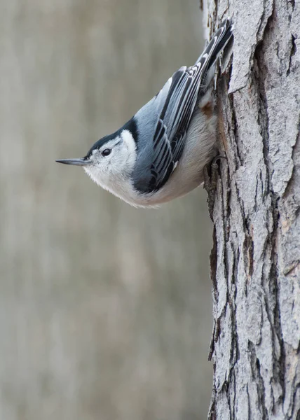 White-breasted Nuthatch Perched — Stock Photo, Image