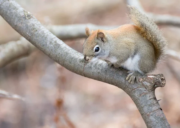 Red Squirrel Perched — Stock Photo, Image