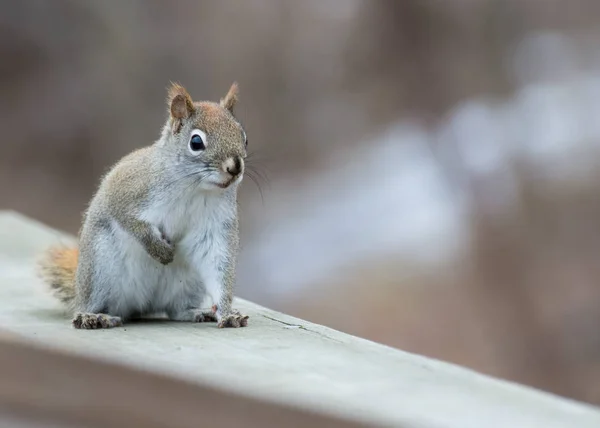 Esquilo vermelho empoleirado — Fotografia de Stock