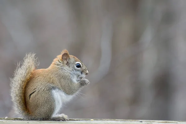 Red Squirrel Perched — Stock Photo, Image