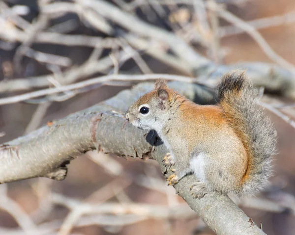 American Red Squirrel — Stock Photo, Image