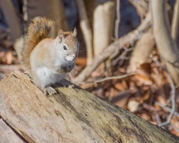 Amerikanisches Rothörnchen — Stockfoto