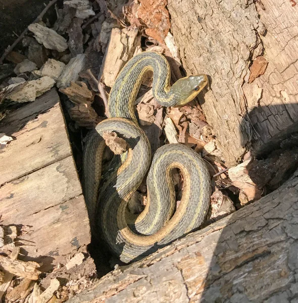 Doğu garter yılanı — Stok fotoğraf